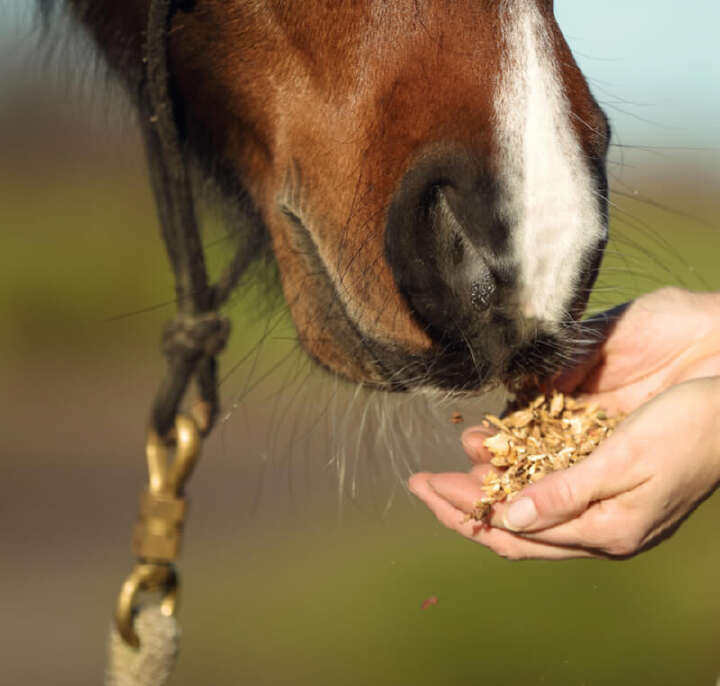 teaser pferd pferdefutter